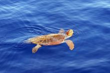 Caretta-Caretta