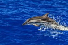 National-Marine-Park-of-the-Sporades2